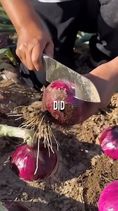 10K views · 108K reactions | 5 Raw Foods With Incredible Health Benefits | Gopurehealth | Facebook