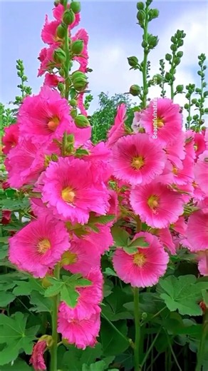 🌿 Hollyhock Garden Tour 4K | One of the Most Beautiful Flowers"