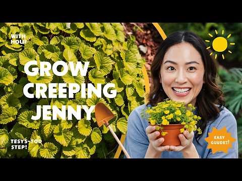 How to Grow Creeping Jenny: Easy Step-by-Step Beginner's Guide