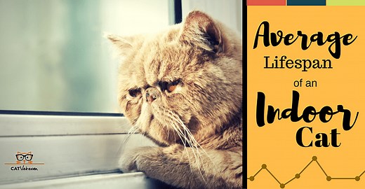 Average Lifespan Of An Indoor Cat: We've Got (RECORD HOLDERS)