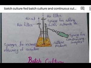 batch culture ( fermentation process )
