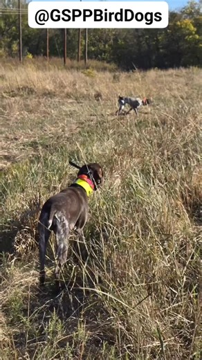 GSPPBirdDogs- Scout and Roxie #gsp training for Master Hunt Test. Ready to go. #gspofinstagram #gsp #gspoftictok #gspoftheday #gspofinstagram #gspoftheday | German Shorthair Pointer Poodle | Facebook