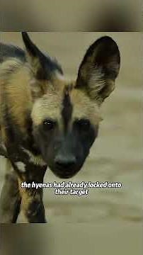 The baby elephant had just been born when the mother elephant immediately kicked mud onto its body