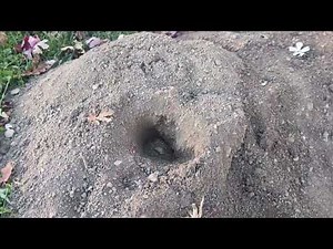 How to get rid of a gopher in your yard