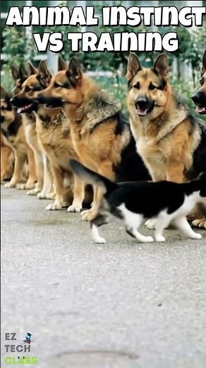 🐕‍🦺 Police Dogs Pass Final Training Exam by Ignoring a Cat | Ultimate K9 Discipline Test 🧠