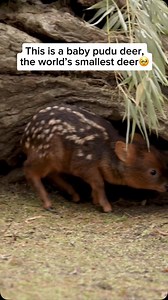 69K views · 990 reactions | The pudu, the world’s smallest deer, is a...