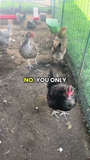 Do You Need a Rooster to Get Eggs? | Raise Your Own Chickens
