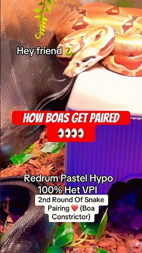 This Is What Snake Breeding ACTUALLY Looks Like 😳🐍