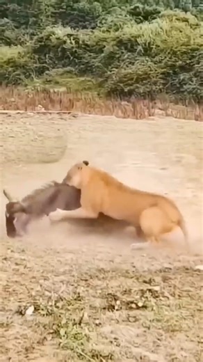Proof of the hunter's courage and skill.शिकारी की हिम्मत और हुनर ​​का सबूत।#viral #united #nature