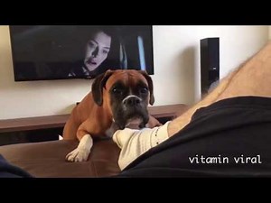 Funny Boxer Dog Not Impressed By Loud Fart !!