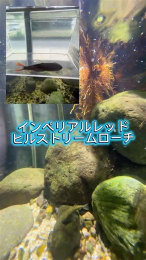 インペリアルレッドヒルストリームローチ水中撮影 アクアショップ宝来海老[福岡県中間市] #aquarium #水中動画 #熱帯魚 #aquascape