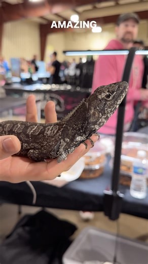 4.9K views · 493 reactions | Frilled lizards are rapidly growing in popularity and it’s easy to see why #reptiles #reptileshow #repticon #reptileexpo #reptilekeeper #petreptile #snakes #lizards #turtles #tortoise #gecko #frogs #spiders #tarantulas #reptilelover #frilleddragon #frilledlizard | Repticon | Facebook