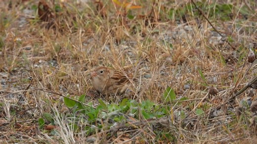 Field Sparrow - Field Sparrow in Donkin, CBRM. | Cape Breton Birds
