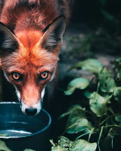 Red Foxes and Their Drinking Habits (What Do Foxes Drink?)