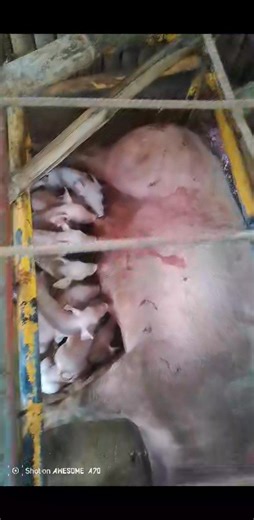 12 healthy piglets alive 2nd parity 🐷 | Jericho Perez