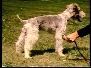 AKC Video Series - Dog Steps