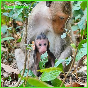 OMG ! Real Of monkey after give a birth, really sad for mamma and poor newborn baby!! | RESEP Monkey