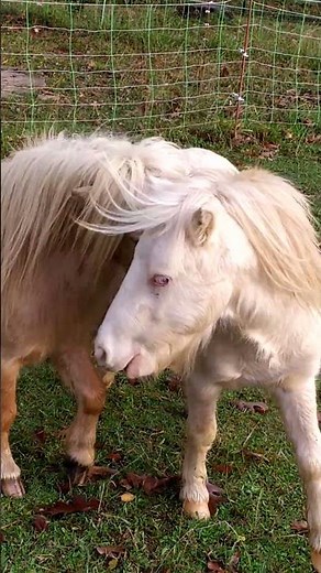 Poney à vendre - Poney mini Shetland reproducteur plein papier - equirodi.com