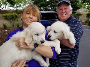 Camp TLC Golden Puppy Breeders PuppyCam