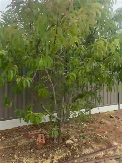 Colorbond Fence With Plinth #construction #outdoorwork #gardenfence #home #fenceinstall #colorbond