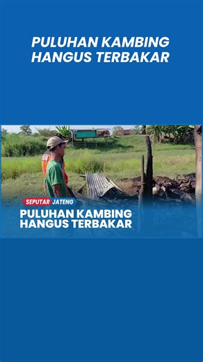 Kebakaran Kandang di Kudus: 23 Kambing Terpanggang