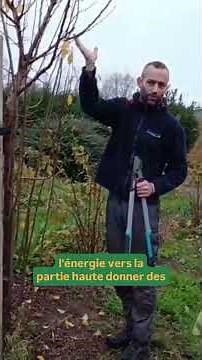 Comment tailler les gourmands d’un arbre greffé ? #permaculture #jardin