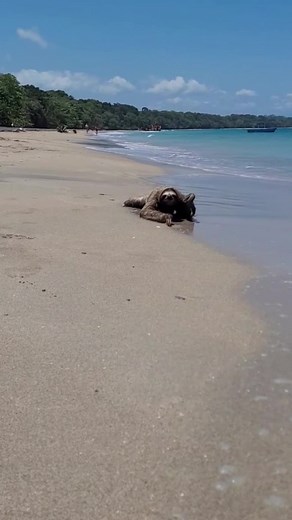 Three Toed sloth on the beach #sloth #costarica #beach