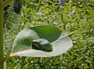 Tree Frog on Common Milkweed