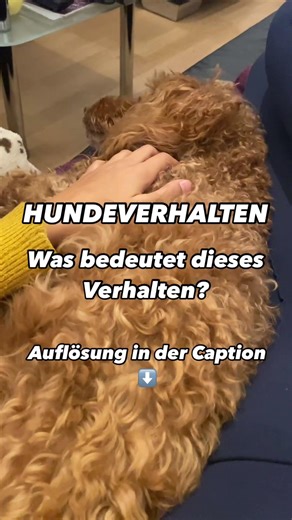 Hundeverhalten