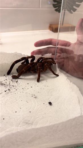 Exploring the Fascinating World of Exotic Tarantulas