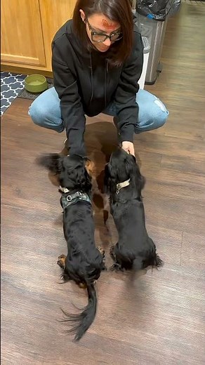 Double the Talent! 🐶🐶 Bella & Luna’s Synchronized Tricks!