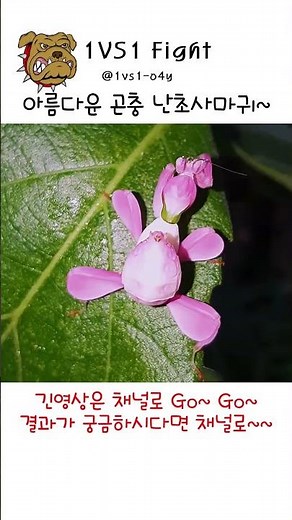 이 아름다운 곤충은 난초사마귀 입니다. #난초사마귀#난초#사마귀#곤충#아름다움#난초꽃사마