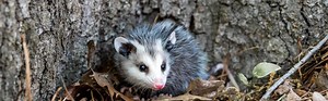 Can You Eat Possum 2026 - Outdoors Being