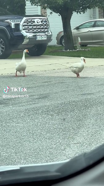 Think goose 🦢#fyp #aristocats #thinkgoose #geese #geeseoftiktok