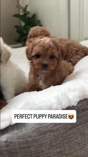 WARNING: These Maltipoo Puppies Will Melt Your Heart in Seconds! 🐶💖