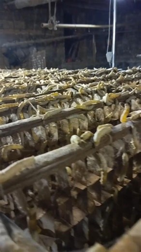 The Silkworm Factory: Thousands Crawling on Specialized Multi-Tier Racks in China 👀