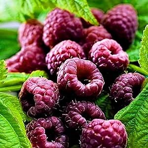 2 Raspberry Plants Live for Planting, Raspberry Trees Live Plants 4 to 9 Inches Tall, Sweet Berry Fruits Seedlings (Glencoe Thornless Raspberry)