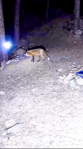 36 reactions | I’m going to start calling this fox “Hollywood”藍 Lots of fox activity last night and again early this morning.力 #naturelovers #fox #foxes #foxesofinstagram #redfox | David Northrup | Facebook