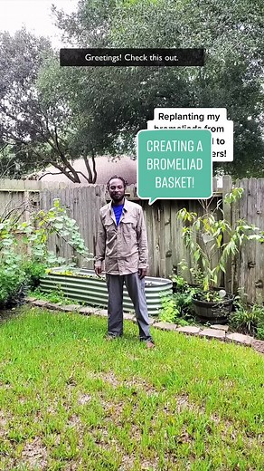 Transferring Bromeliads to Hanging Planters