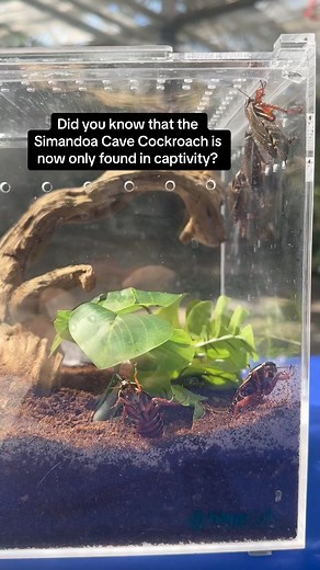 The Simandoa Cave Cockroach is extinct in the wild, and only one population was found living in a colony in a single cave of the Simandou range in Guinea, Africa. Rapidly increasing mining operations in this area have resulted in habitat destruction and environmental degradation, destroying the Simandoa Cave Cockroach’s only habitat. Populations of the Simandoa Cave Cockroach now only exist in captivity including here at Butterfly Pavilion, which provides crucial conservation for this species. #