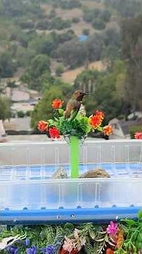 How To Make a Hummingbird Fountain BirdBath ALL the Wild Birds Love USB or Solar Powered PORTABLE