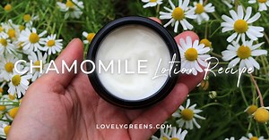 Homemade Chamomile Lotion Recipe