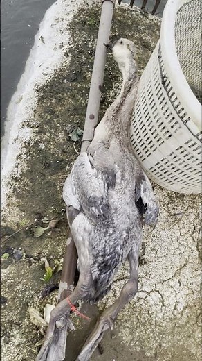 🦢 Tragic Moment on a Goose Farm – Goose Drowns in Water 💔 👀