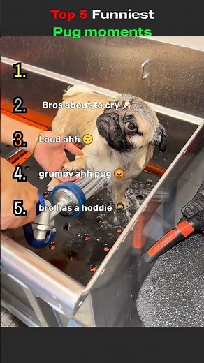 Top 5 funniest pug moments #funny #pug