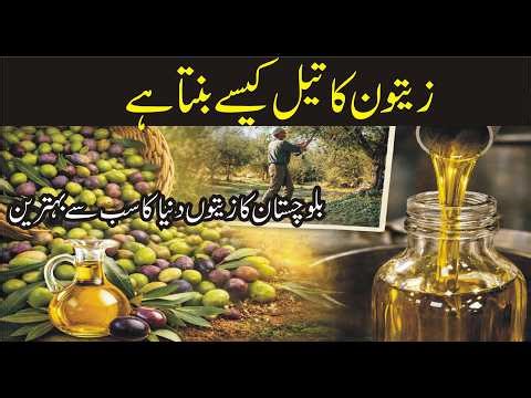 How Olive Oil Is Made | From Olive Grove to Bottle | Complete Process