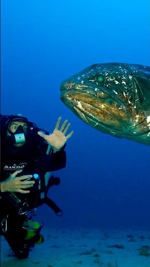 Exclusive Documentary - Face to Face with the Coelacanth #blancpain1735 #underwaterexploration