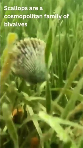 Scallops: The Only Bivalves That Can Swim! | Easy Science Lessons