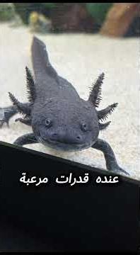 الكائن الذي يتحدى الموت! 🤯 قدرات مرعبة لـ "عفريت الماء"