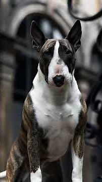 History Of The Brutal Origins of the Bull Terrier #doghistory