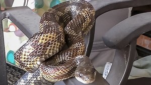 If you have snakes in your backyard, this Collin County group may be able to help you